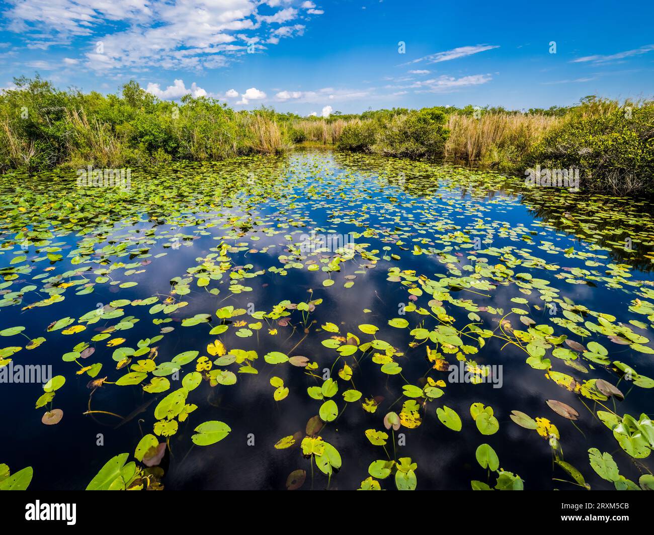 Marais rempli de nénuphars dans le parc national des Everglades, Floride, États-Unis Banque D'Images