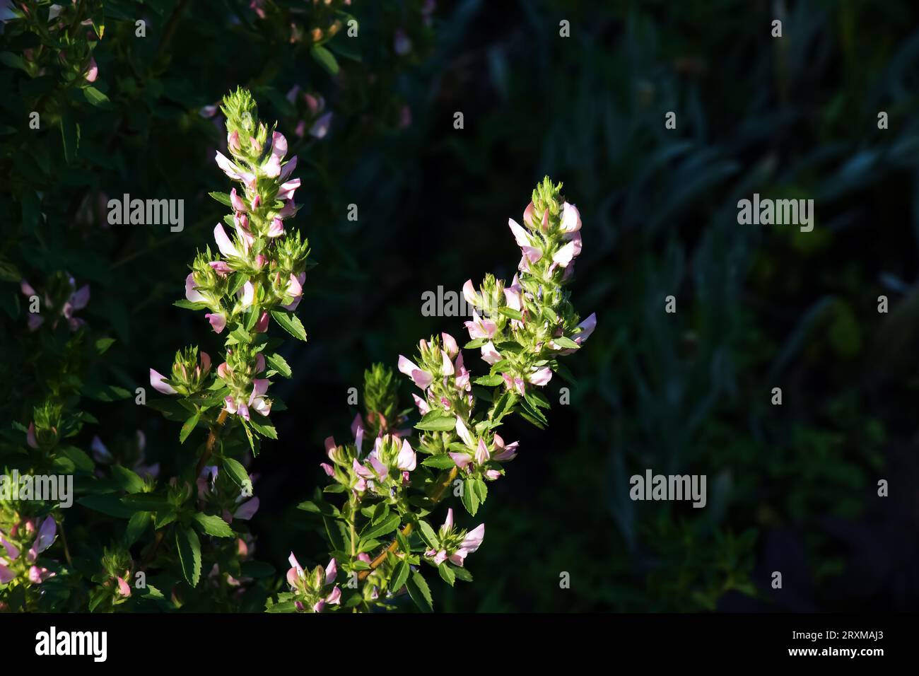 Ononis arvensis fleurit dans le pré. Resterrow de champ, Ononis arvensis dans le jardin botanique du Dniepr, Ukraine. Culture des plantes médicinales en ga Banque D'Images