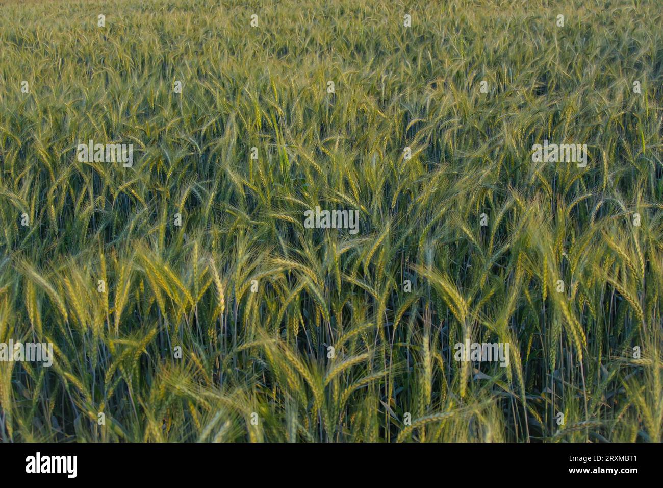 Capture du blé tendre. Champ de blé tendre. Triticale avec mise au point sélective sur le sujet. Orge avec fond flou. épeautre. Blé einkorn. Banque D'Images