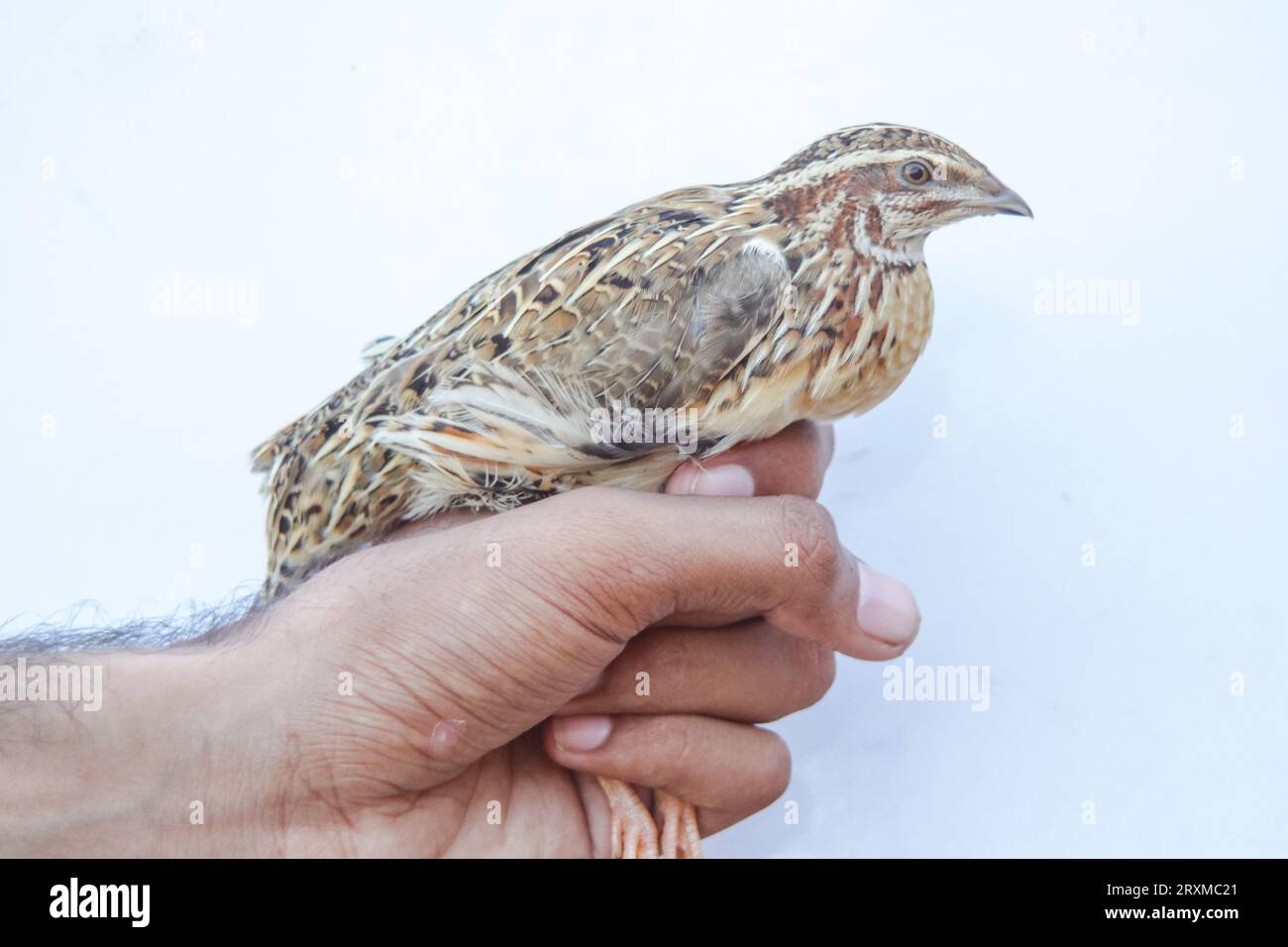L'homme tient la caille commune en main. Caille commune domestique sauvage - coturnix coturnix, ou caille européenne, est un petit gibier nichant au sol chez le faisan Banque D'Images