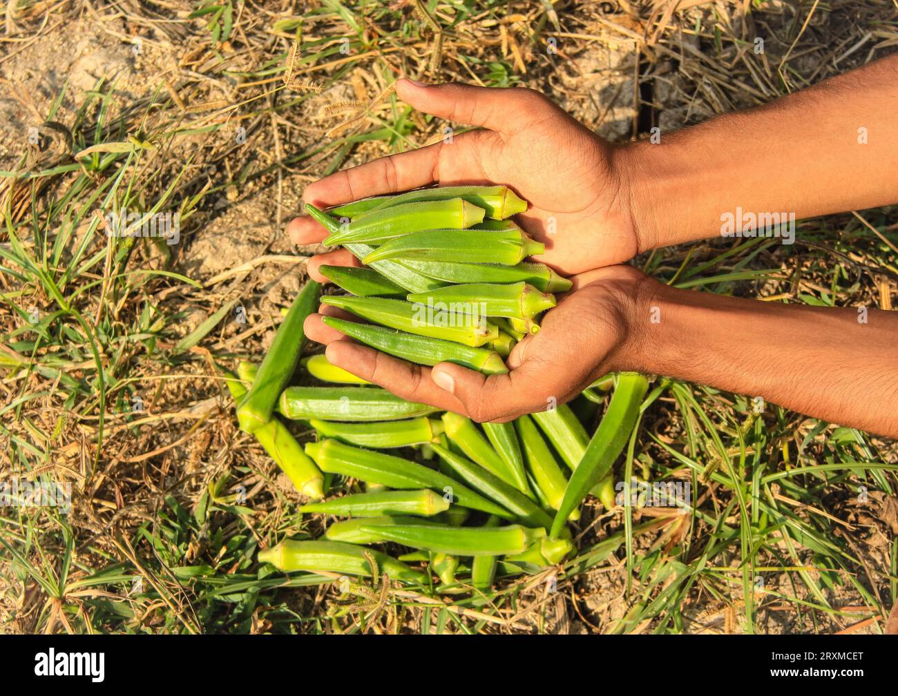 Gros plan du légume Ladyfingers à portée de main. Gros plan de Okra .Lady Fingers. Lady Fingers ou légumes Okra à portée de main à la ferme. Plantation d'okra naturel. Banque D'Images