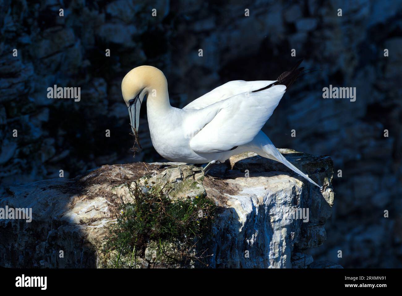 gannet sur le nid rangeant le désordre Banque D'Images