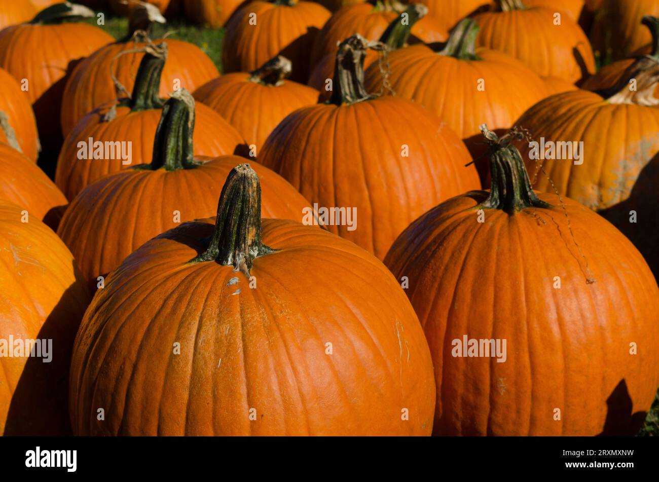 Citrouilles en plein soleil au bord de la route se tiennent prêtes à l'achat. Banque D'Images