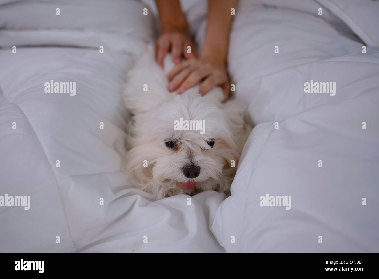 Jeune couple prendre soin de leur chien à la maison. Concept de style de vie et d'activités de loisirs. Banque D'Images