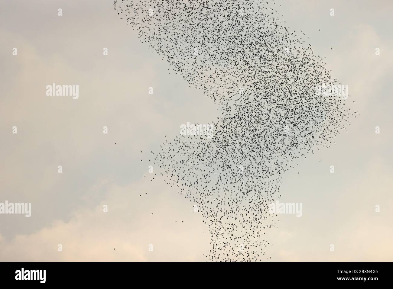 Knot (Calidris canutus) Norfolk le 2023 septembre Banque D'Images