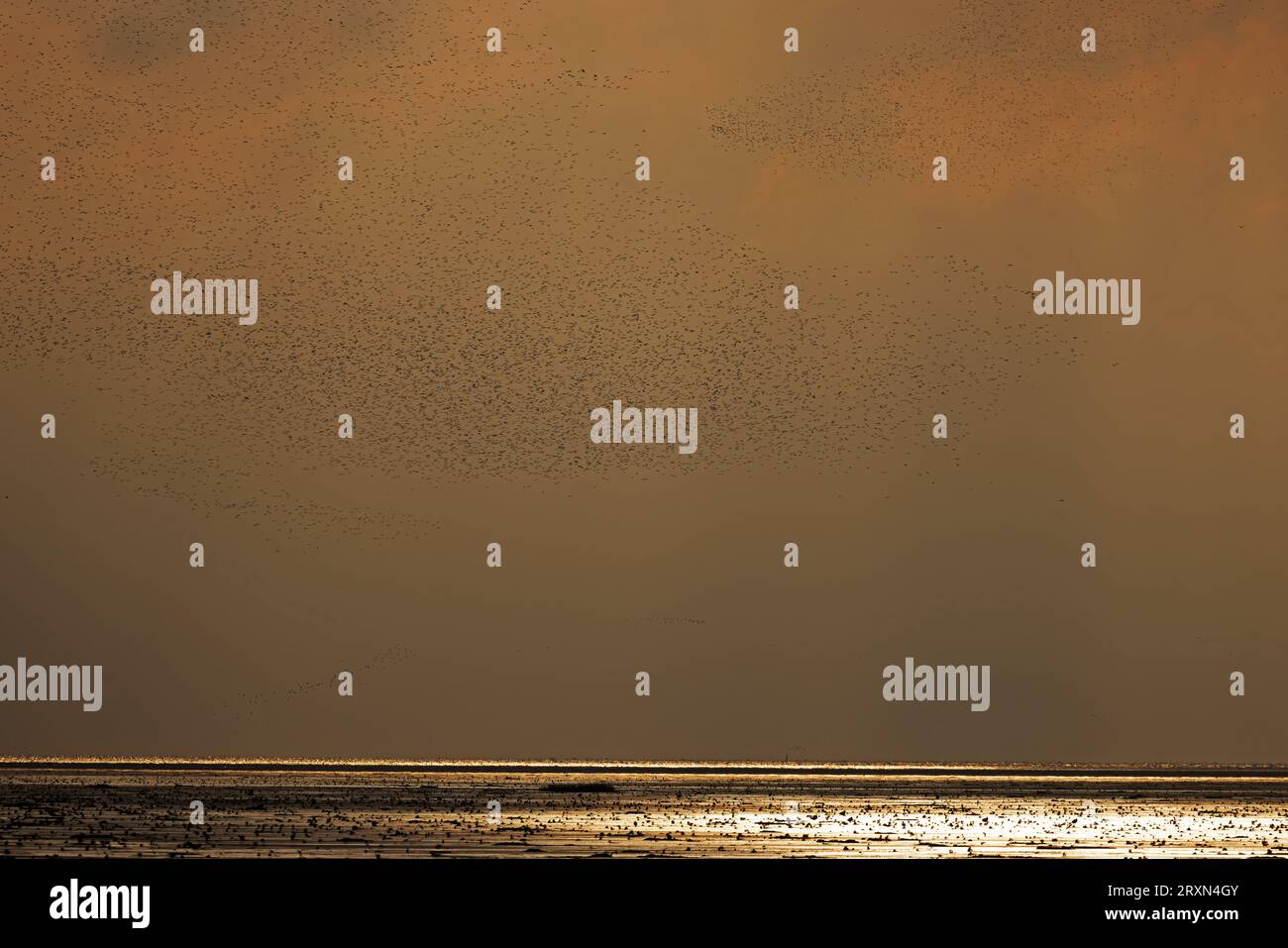 Knot (Calidris canutus) Norfolk le 2023 septembre Banque D'Images