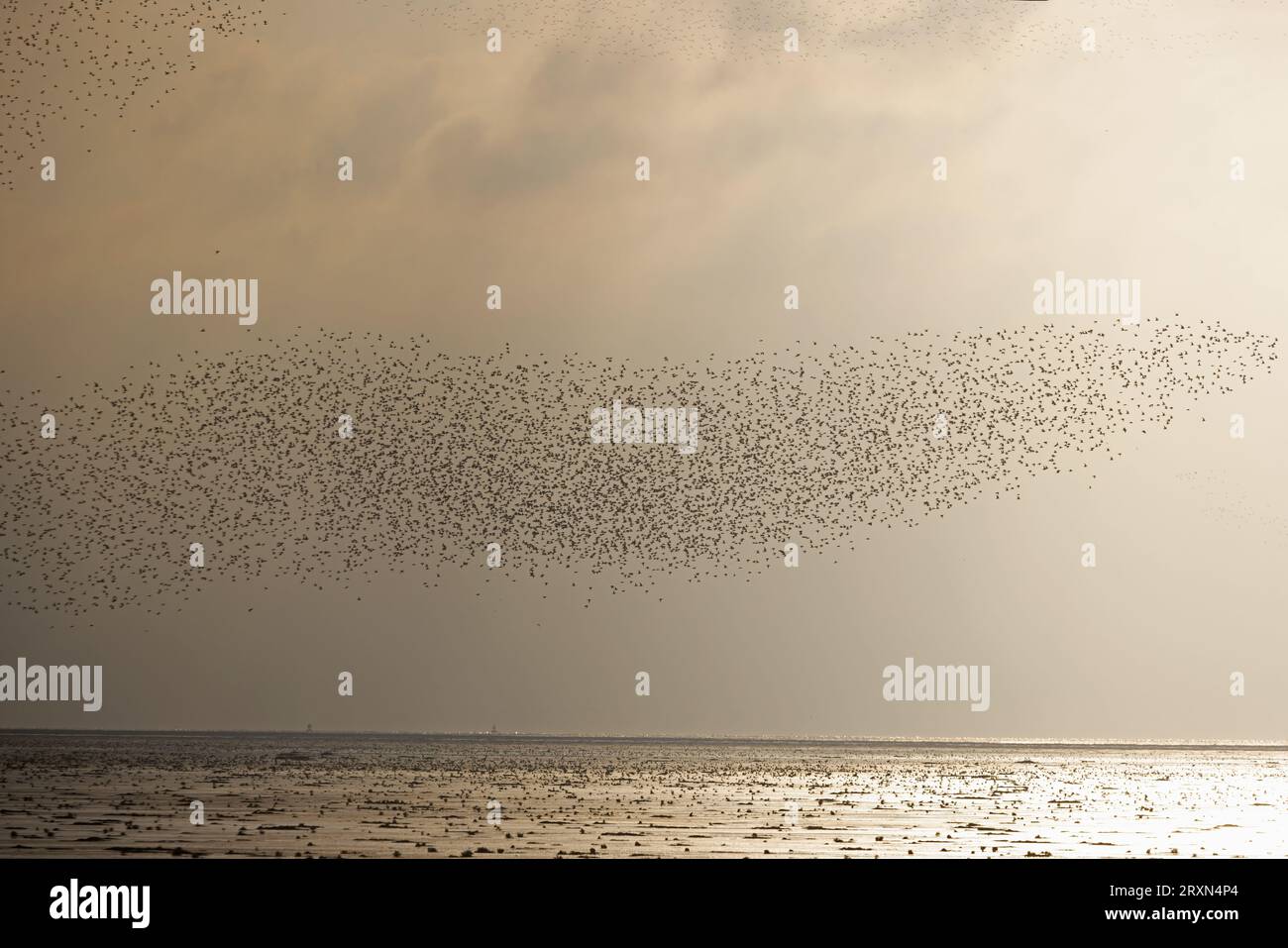 Knot (Calidris canutus) Norfolk le 2023 septembre Banque D'Images