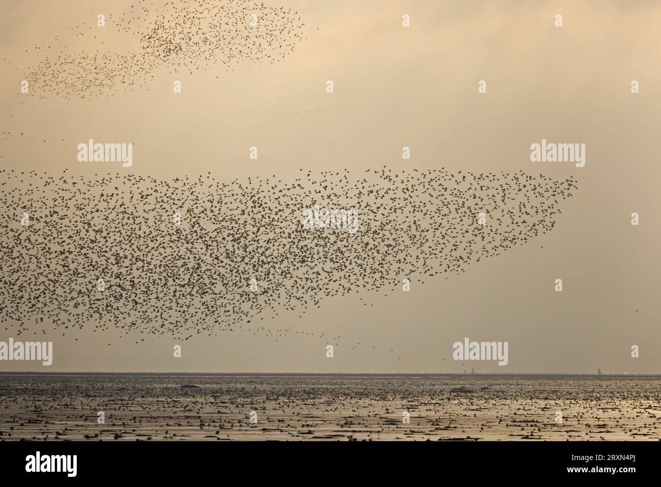 Knot (Calidris canutus) Norfolk le 2023 septembre Banque D'Images