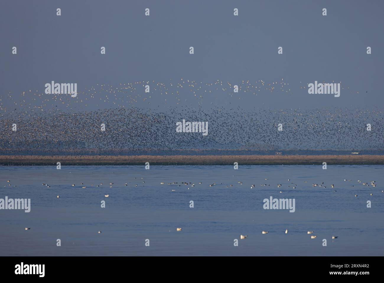 Knot (Calidris canutus) Norfolk le 2023 septembre Banque D'Images