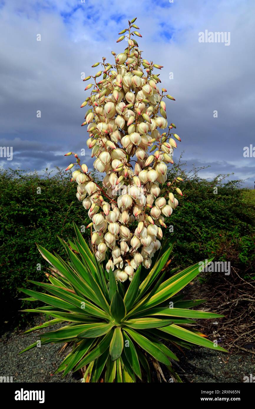 Yucca gloriosa variegata - Dagger espagnol. Barrage de Cardiff Bay . Prise en septembre 2023. Banque D'Images