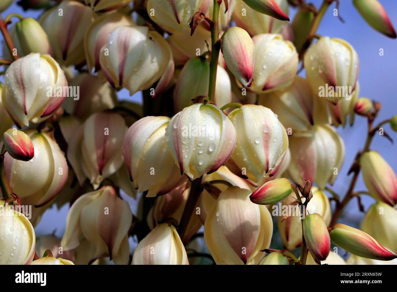 Yucca gloriosa variegata - Dague espagnole. Barrage de Cardiff Bay. Pris en septembre Banque D'Images