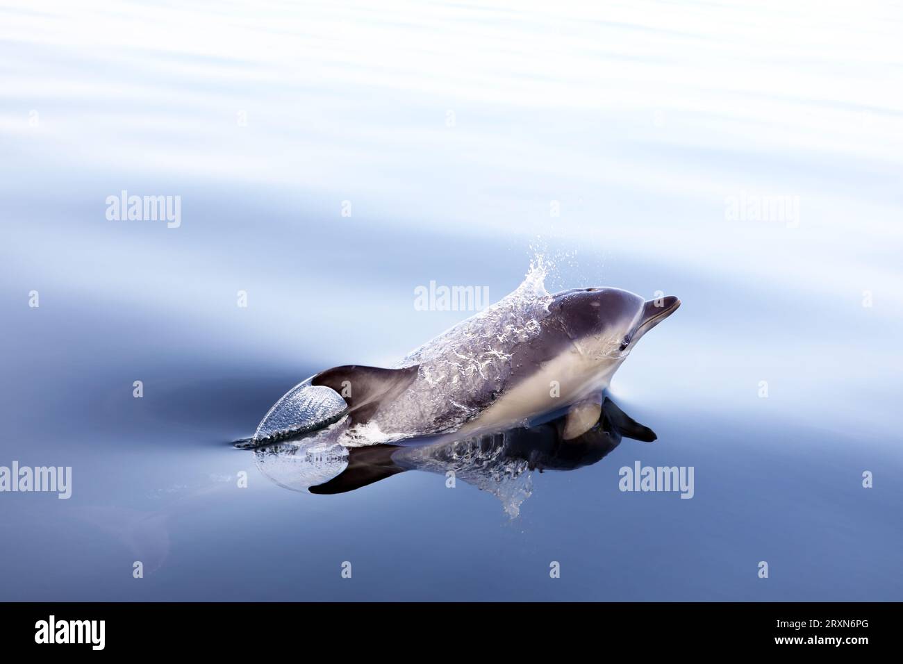 Dauphins communs faisant surface tout en se nourrissant dans des mers calmes et plates au large de l'île de Mull dans les Hébrides intérieures d'Écosse Banque D'Images