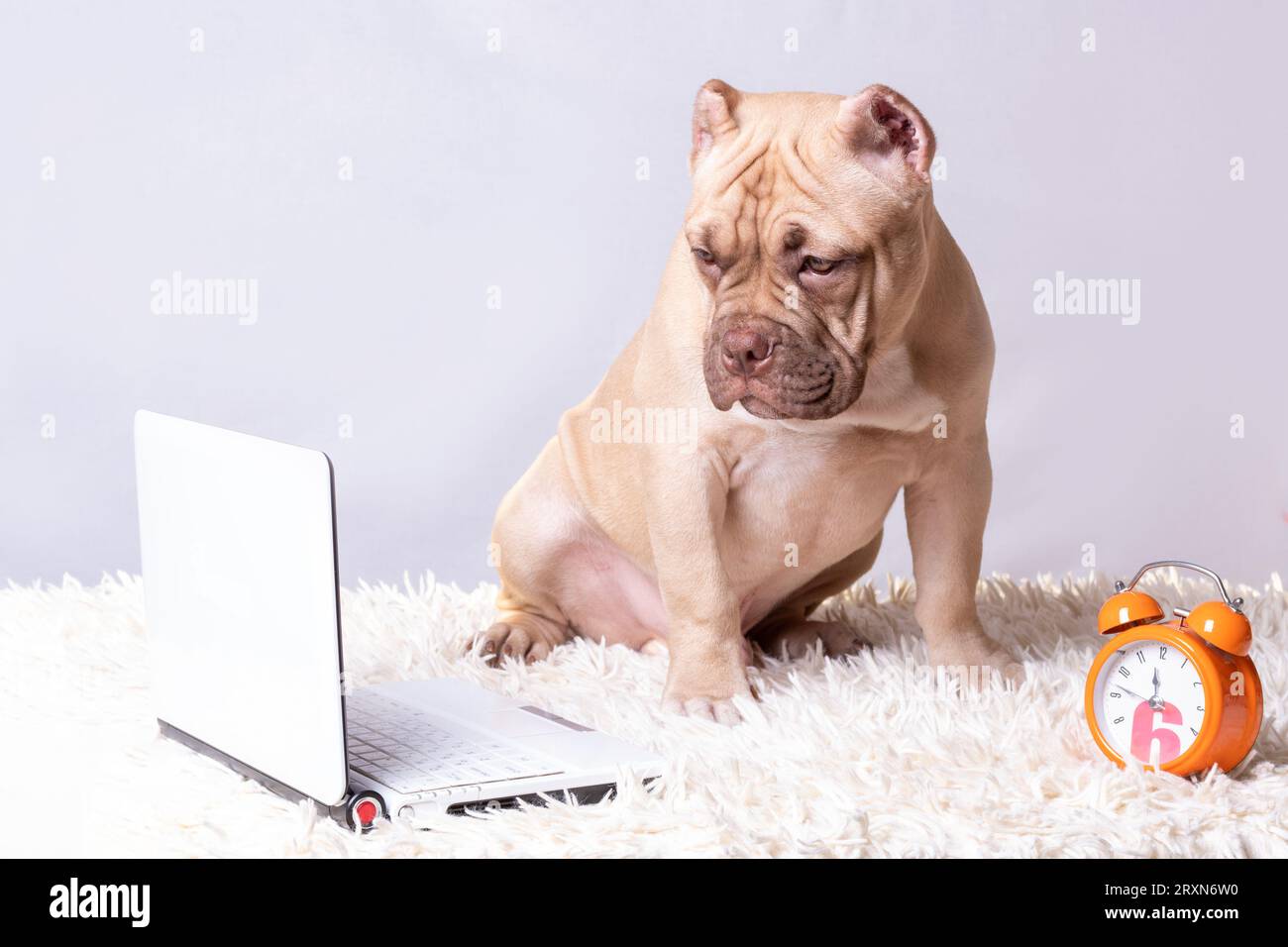 Portrait d'un chiot américain Bully assis à côté d'un ordinateur portable et d'une montre. Concept de dressage de chien. Dressage en ligne des animaux de compagnie. Retour à l'école. Banque D'Images