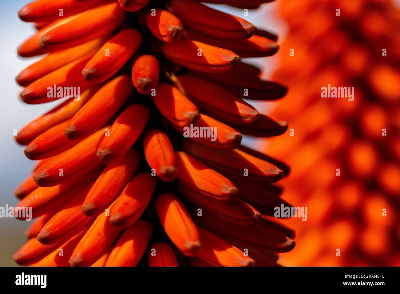 Symétrie parfaite. Gros plan d'étamines proéminentes d'un aloès (Aloe ferox), au bord de la route près de Willowmore, Western Cape. Banque D'Images