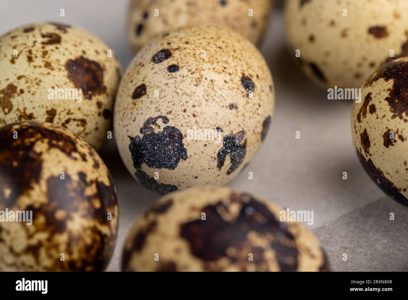 petits œufs de caille bouillis sur la table, œufs de caille cuits dans l'eau bouillante sur la table Banque D'Images