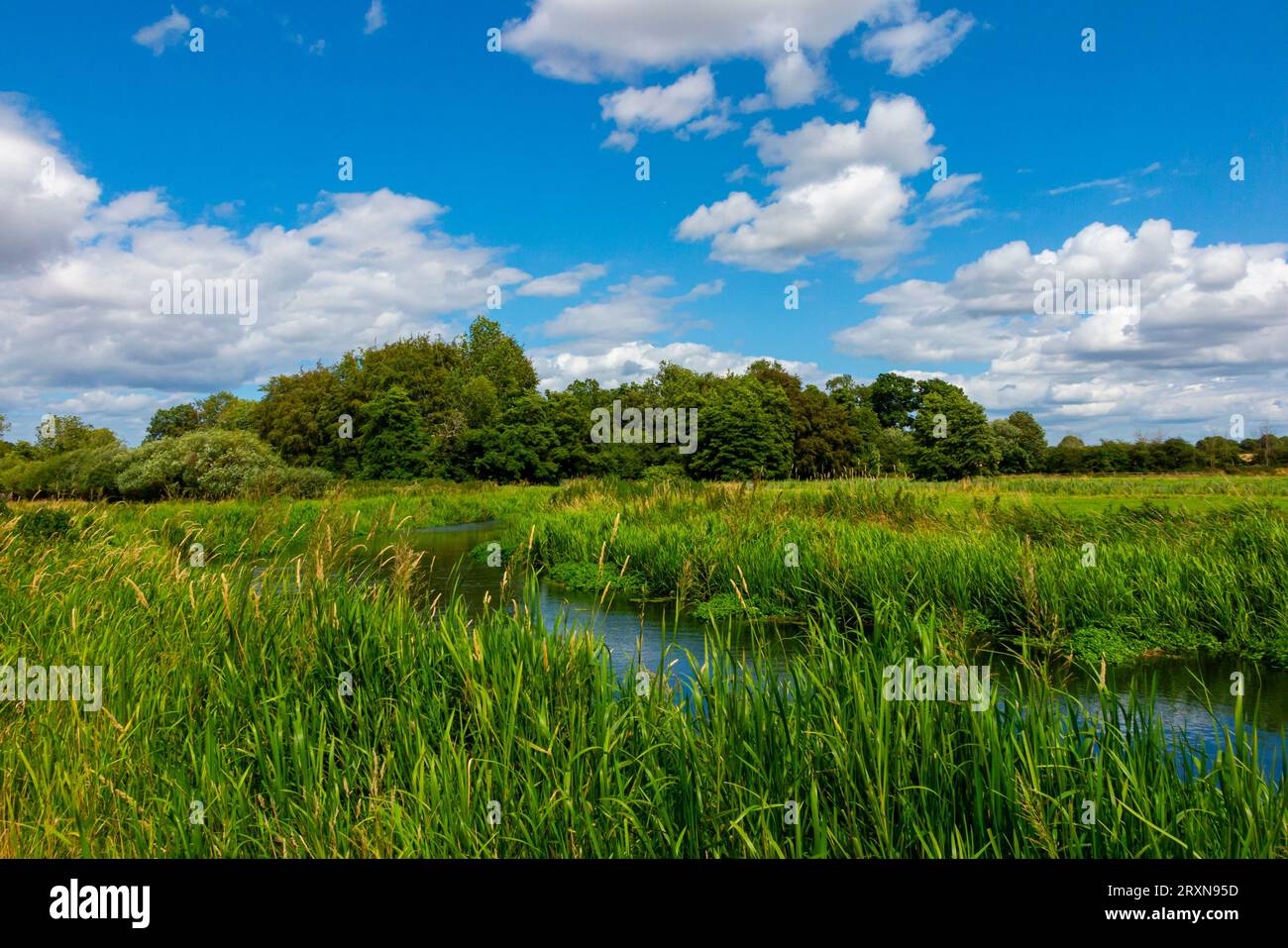 Vue estivale de la rivière Bure près du village de Lamas dans le Norfolk Angleterre Royaume-Uni. Banque D'Images