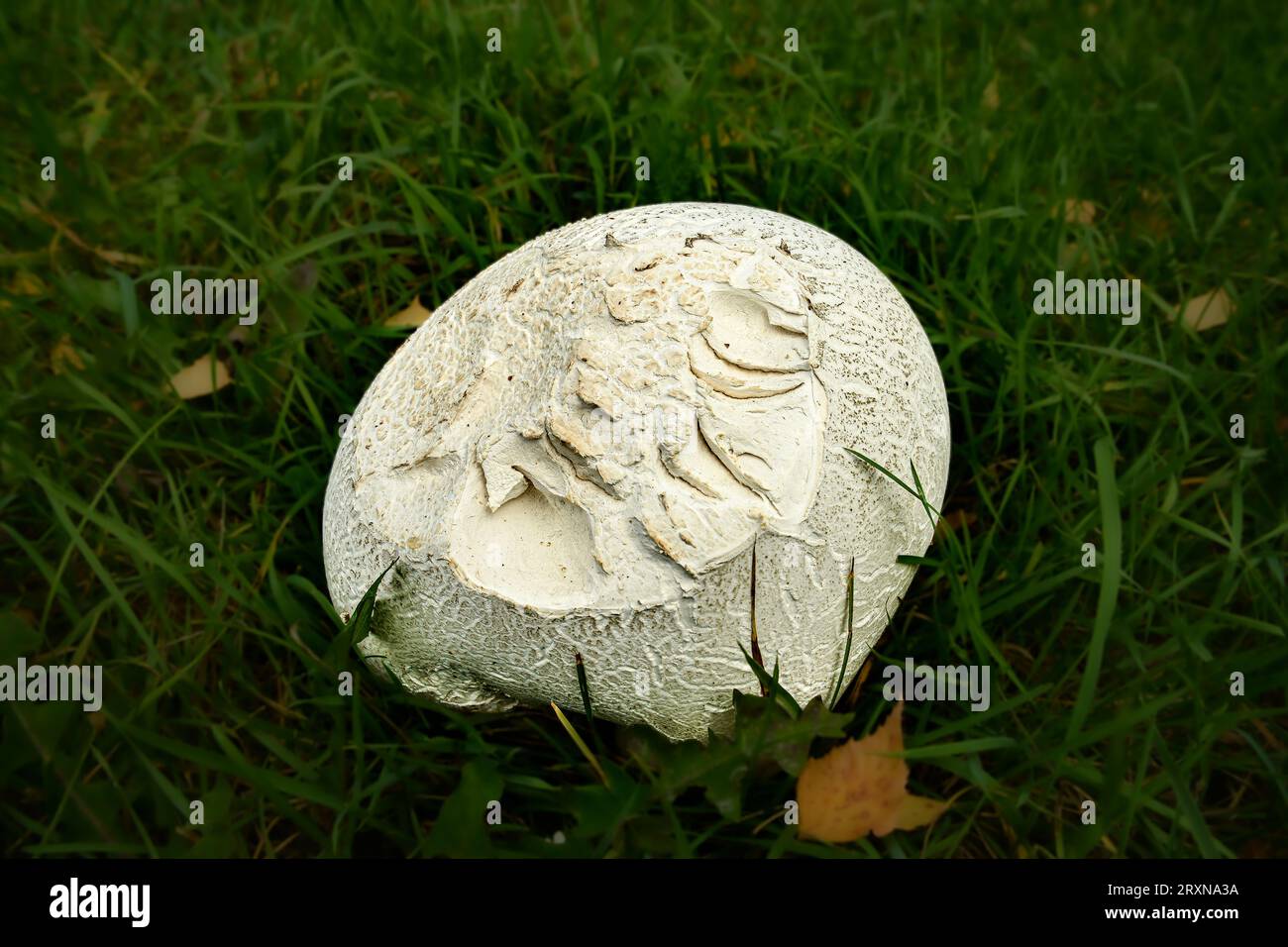 Champignon massif dans un champ d'herbe verte. Champignon Puffball. Banque D'Images