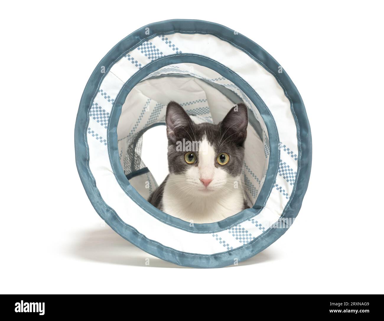 Mignon chaton gris et blanc à l'intérieur d'un tunnel de jouet isolé sur fond blanc Banque D'Images