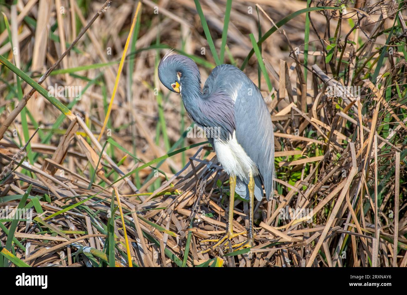 Un magnifique héron tricolore dans son plumage printanier repose sur le bord d'une zone humide sur Padre Island au Texas. Banque D'Images