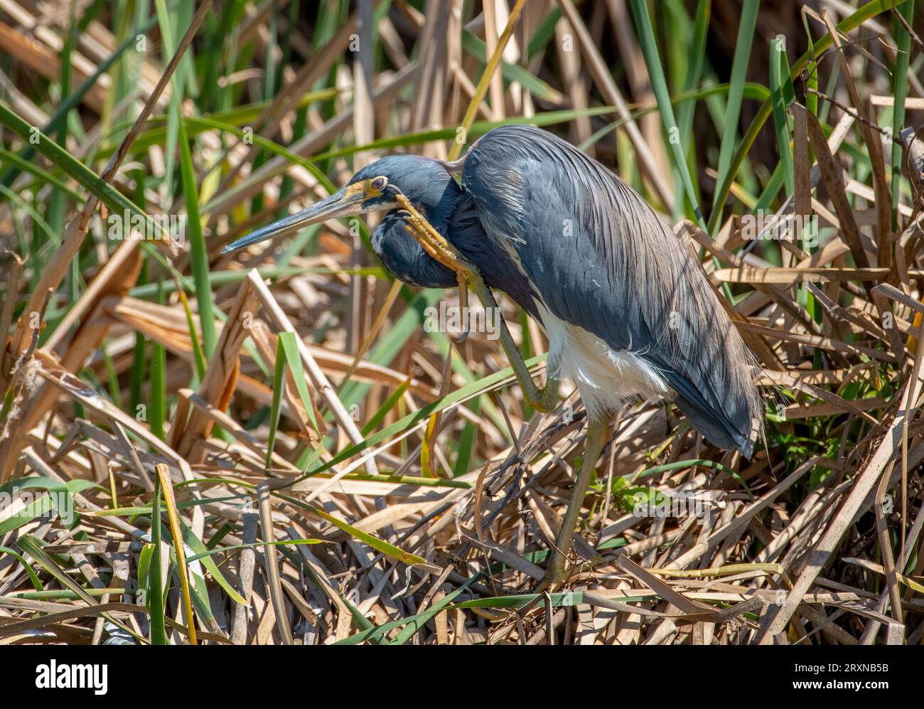 Un magnifique héron tricolore dans son plumage printanier raye une démangeaison sur le bord d'une zone humide sur Padre Island au Texas. Banque D'Images