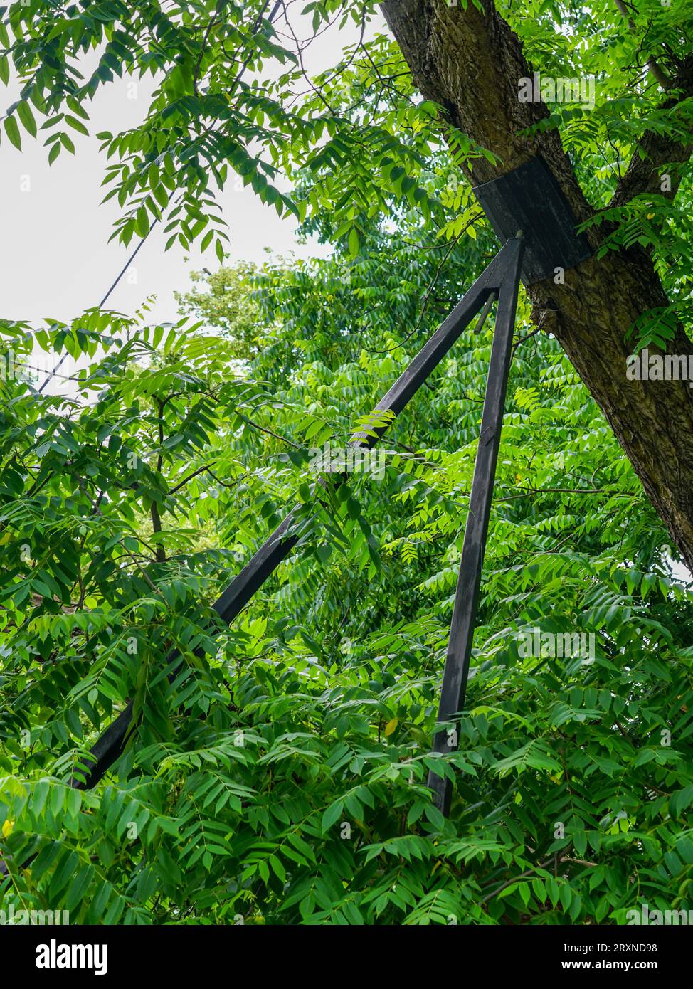 Supports métalliques pour un tronc d'arbre penché dans un parc municipal, sauvant l'arbre de tomber, poutre en acier soutenant un arbre penché, sauvetage d'arbre Banque D'Images