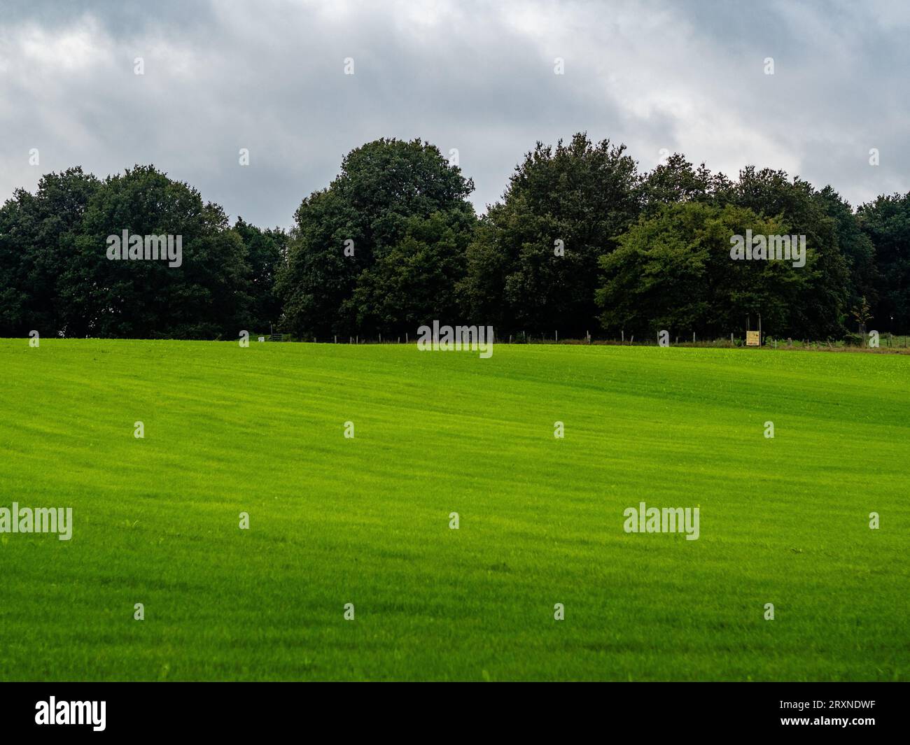 Nijmegen, pays-Bas. 23 septembre 2023. Vue générale d'un champ très vert entouré d'arbres par une journée nuageuse. Avec l'arrivée de l'automne ce week-end, les gens ont pu profiter des températures chaudes dans la campagne en prenant leurs vélos ou la randonnée le long des digues et des forêts. Les animaux de la ferme apprécient également le pâturage. (Photo Ana Fernandez/SOPA Images/Sipa USA) crédit : SIPA USA/Alamy Live News Banque D'Images