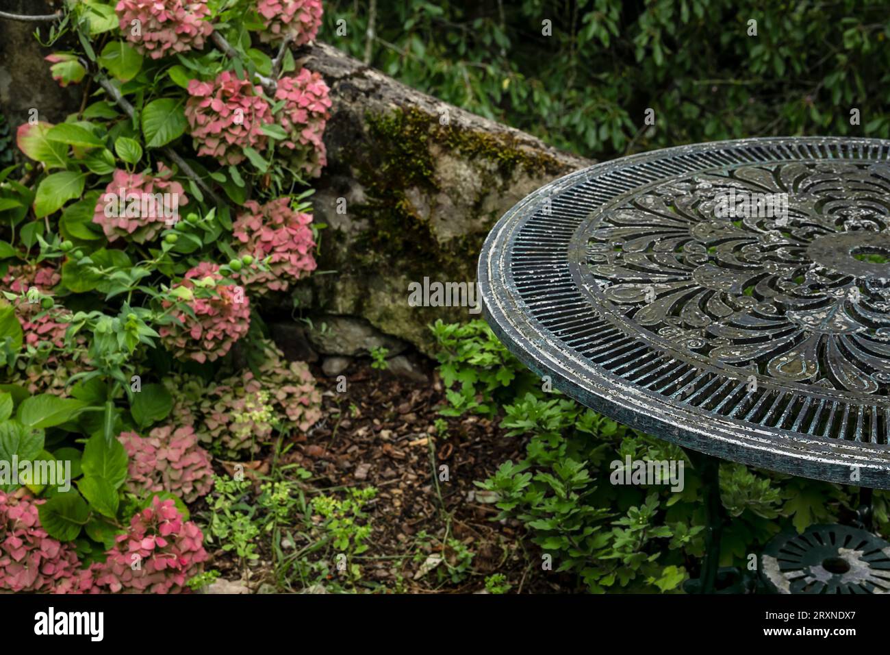 Vieille table de jardin près d'un buisson d'hortensia rose, style de vie calme et concept cottagecore Banque D'Images