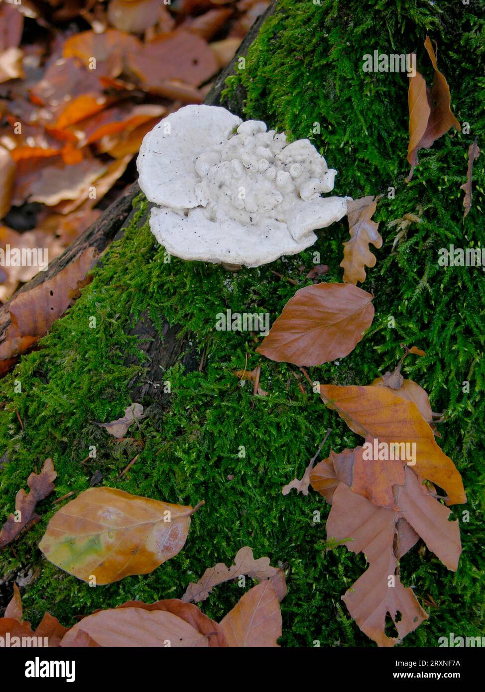 Champignon d'arbre sur souche d'arbre, feuillage Banque D'Images