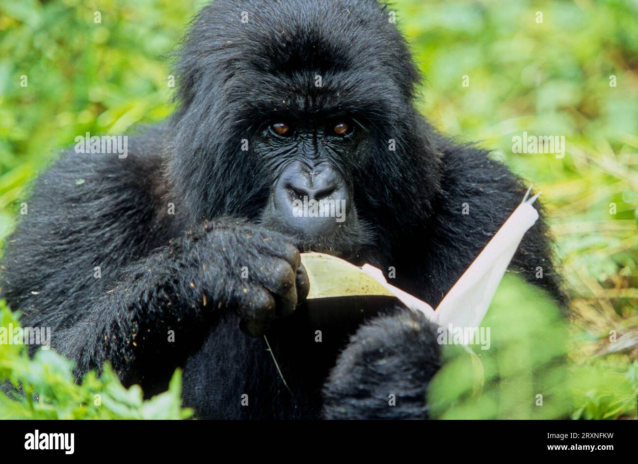 Gorille de l'Ouest (Gorilla gorilla) berengei Rwanda Banque D'Images