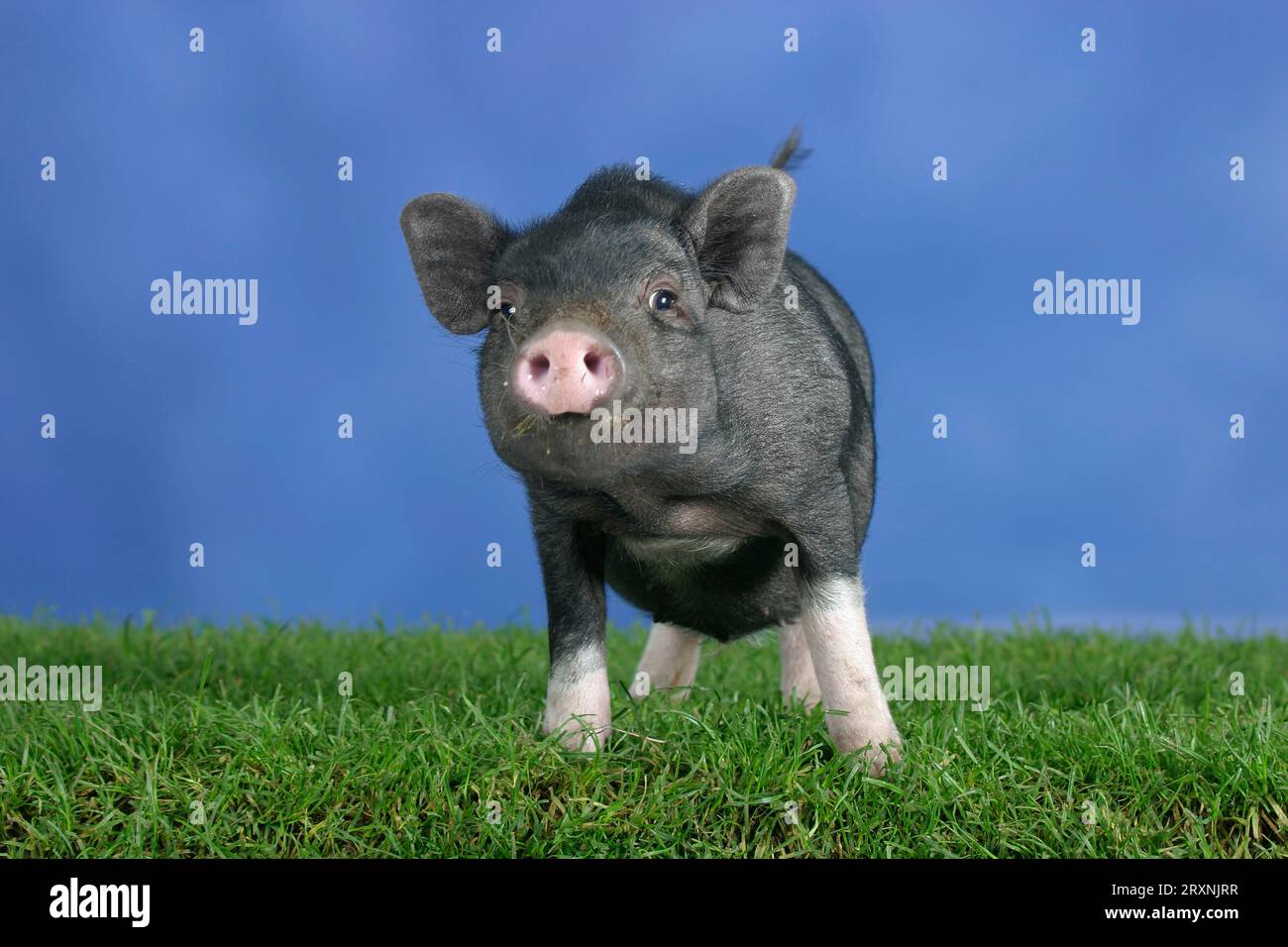 Mini cochon, 3 mois, porc domestique, cochon, cochons, cochon nain, Mini Piglet Banque D'Images