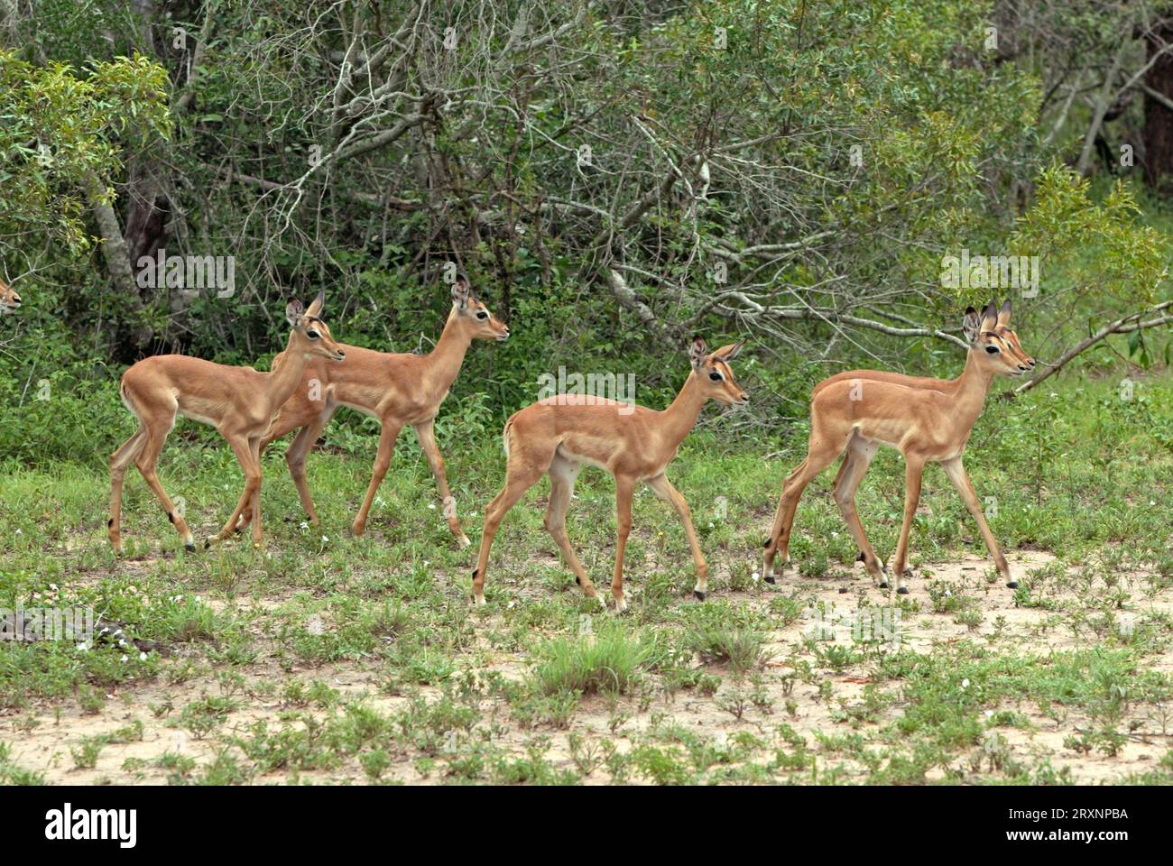 Jeunes impalas, parc national Kruger, Afrique du Sud (Aepyceros melamphus) Banque D'Images
