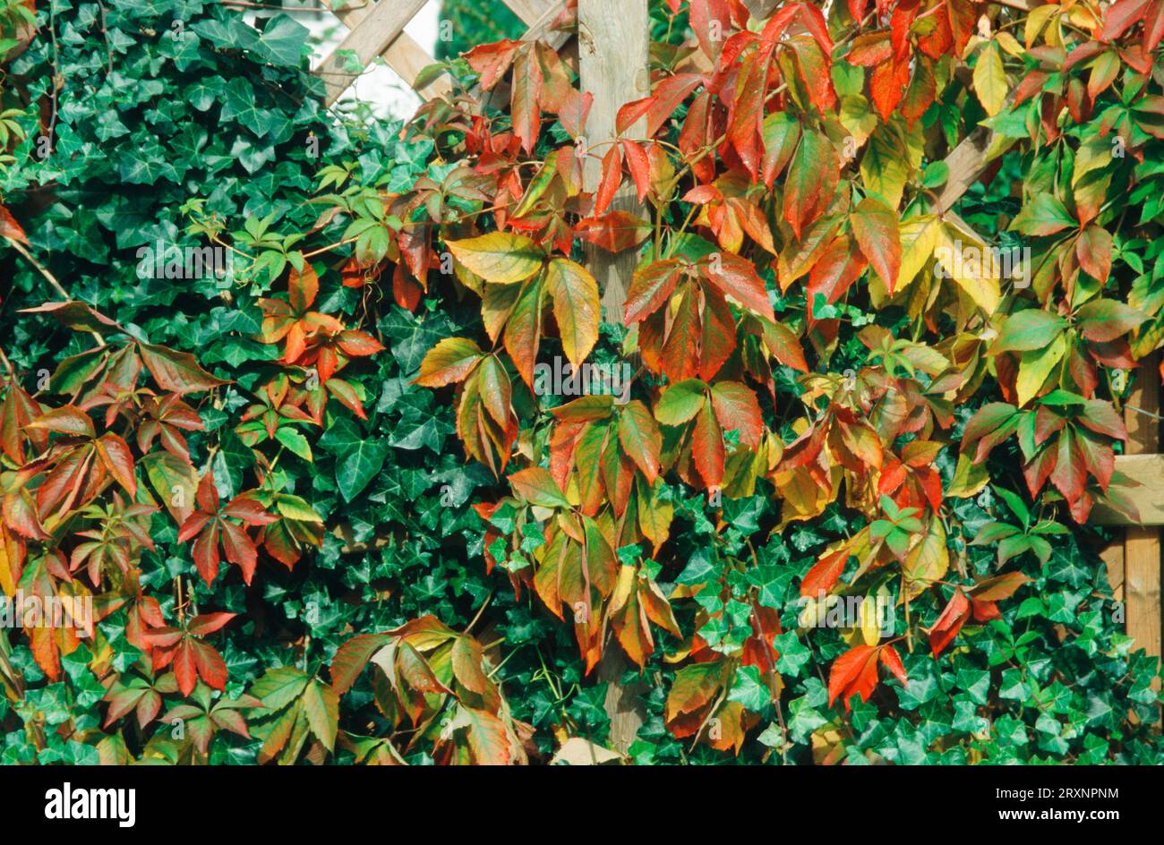 Creeper de Virginie (Parthenocissus quinquefolia) et lierre chez les Creeper de virginie, la vigne sauvage et le lierre commun (Hedera Helix) en automne, famille du lierre, Araliaceae Banque D'Images