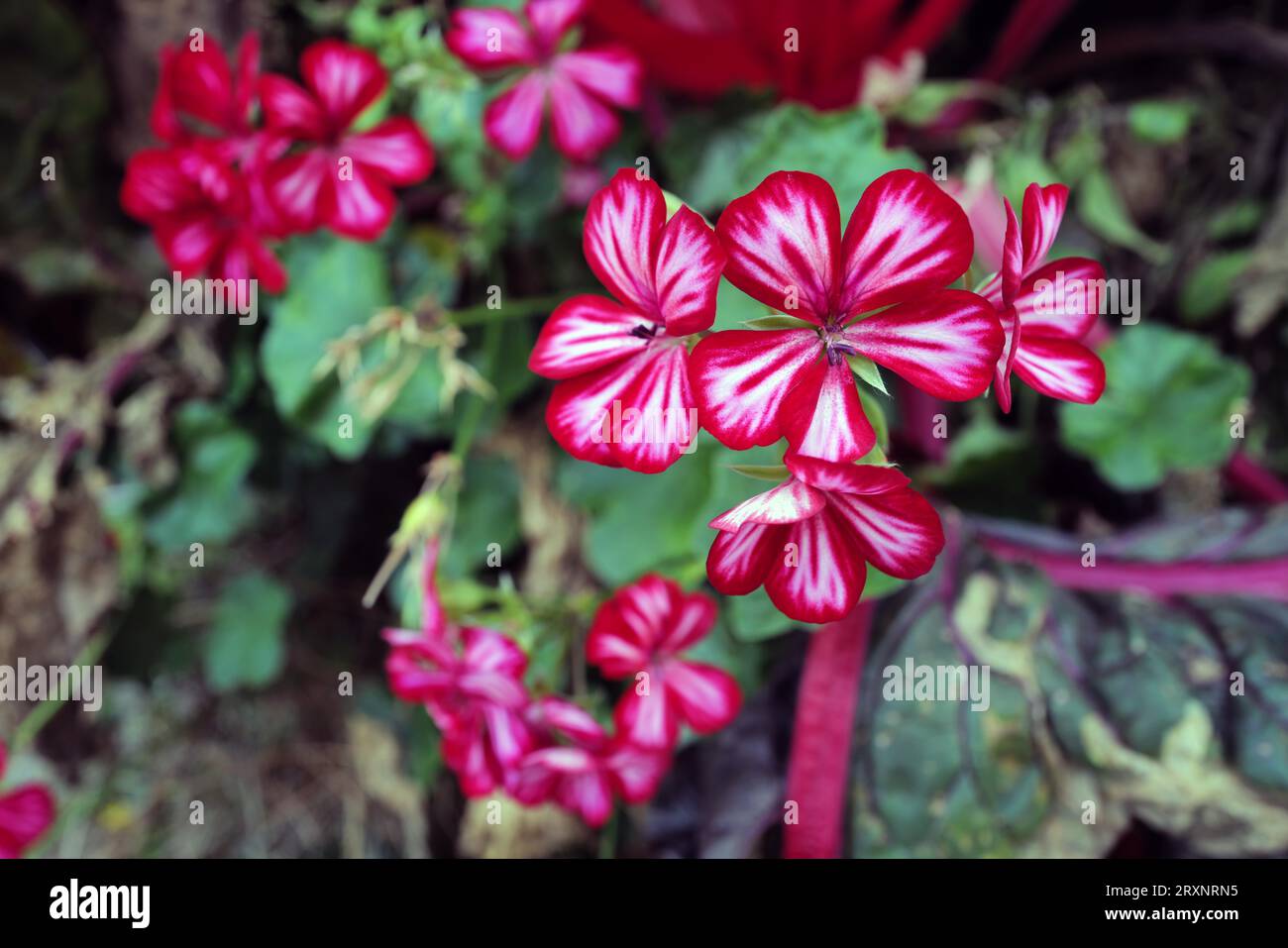 La couleur de la beauté botanique dans un parterre de fleurs en automne. Coburg, Bavière, Allemagne Banque D'Images