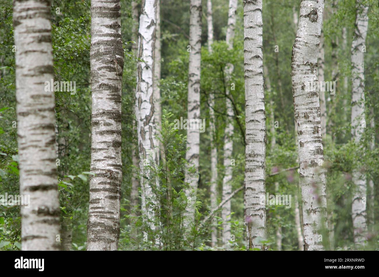 Bouleau verruqueux (Betula pendula), troncs de bouleau, Hesse, Allemagne Banque D'Images