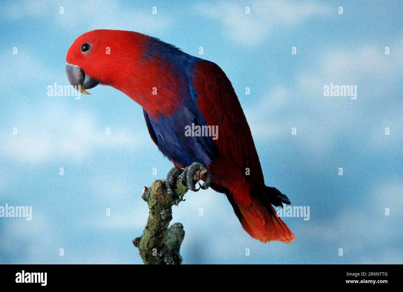 Perroquet éclectis à flancs rouges de Nouvelle-Guinée (Eclectus roratus polychloros), femelle Banque D'Images