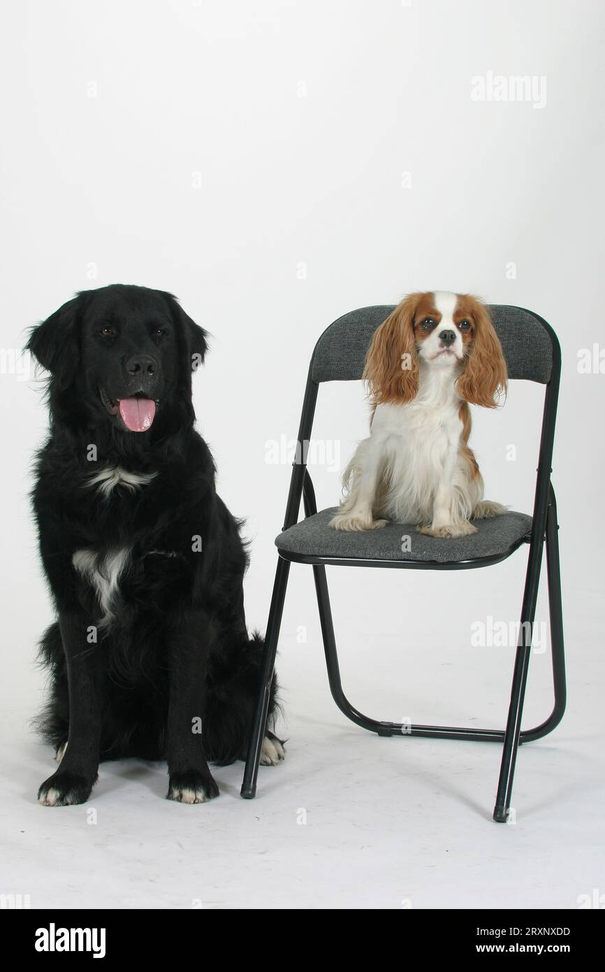 Chien de race mixte à côté et cavalier King Charles Spaniel sur la chaise Banque D'Images