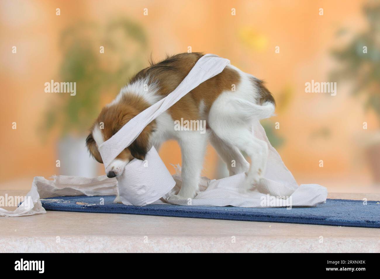 Petit chien hollandais de sauvagine, chiot, 3 mois, jouant avec un rouleau de papier toilette, Kooikerhondje Banque D'Images