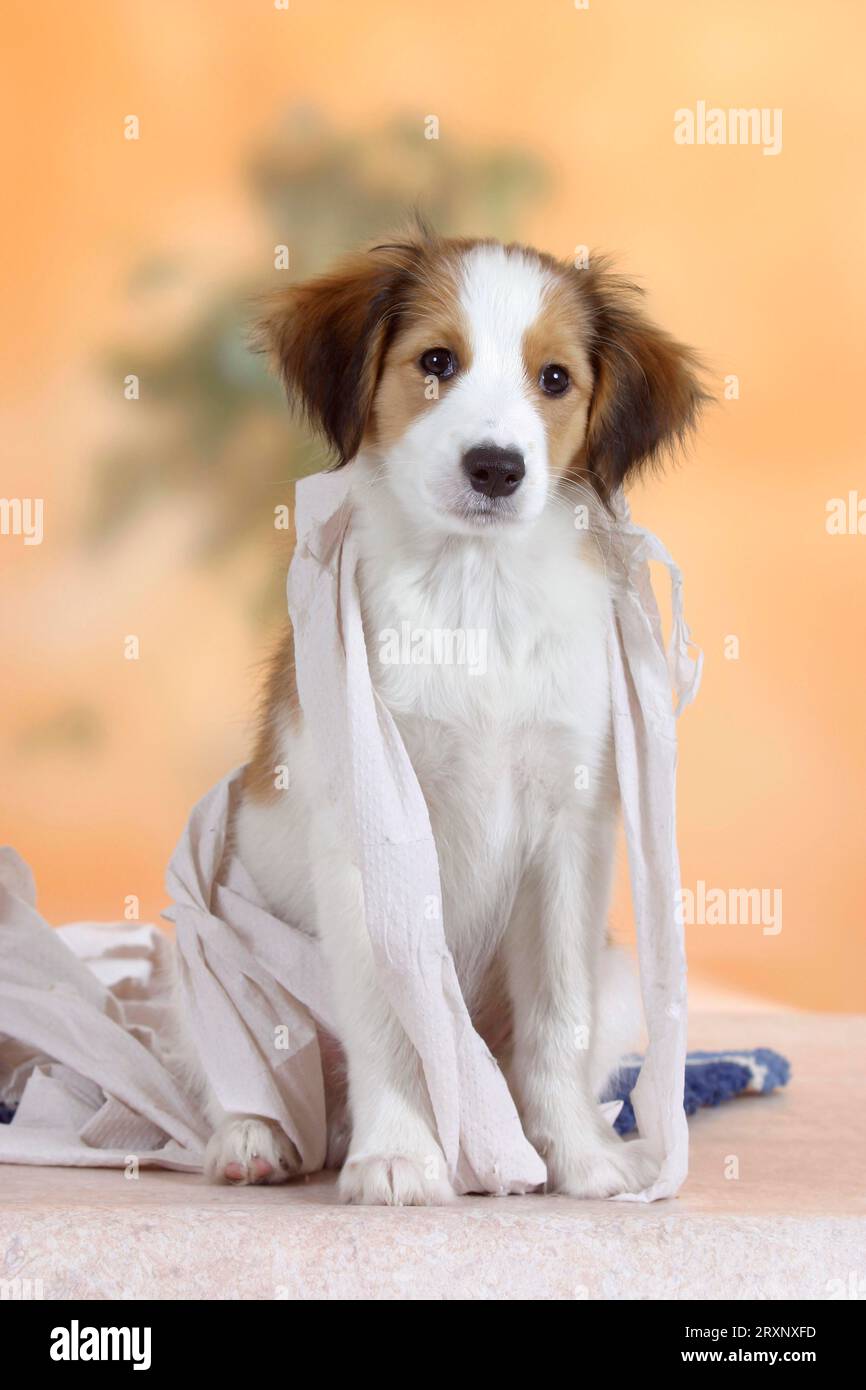 Petit chien hollandais de sauvagine, chiot, 3 mois, enveloppé de papier toilette, Kooikerhondje Banque D'Images