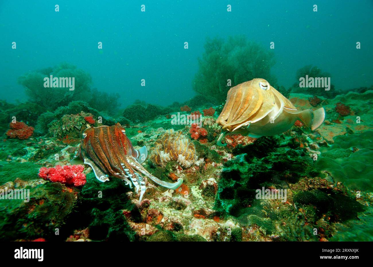 Pharaon Cuttlefish (Sepia pharaonis), mer d'Andaman, Myanmar, Birmanie, Cuttlefish géant Banque D'Images