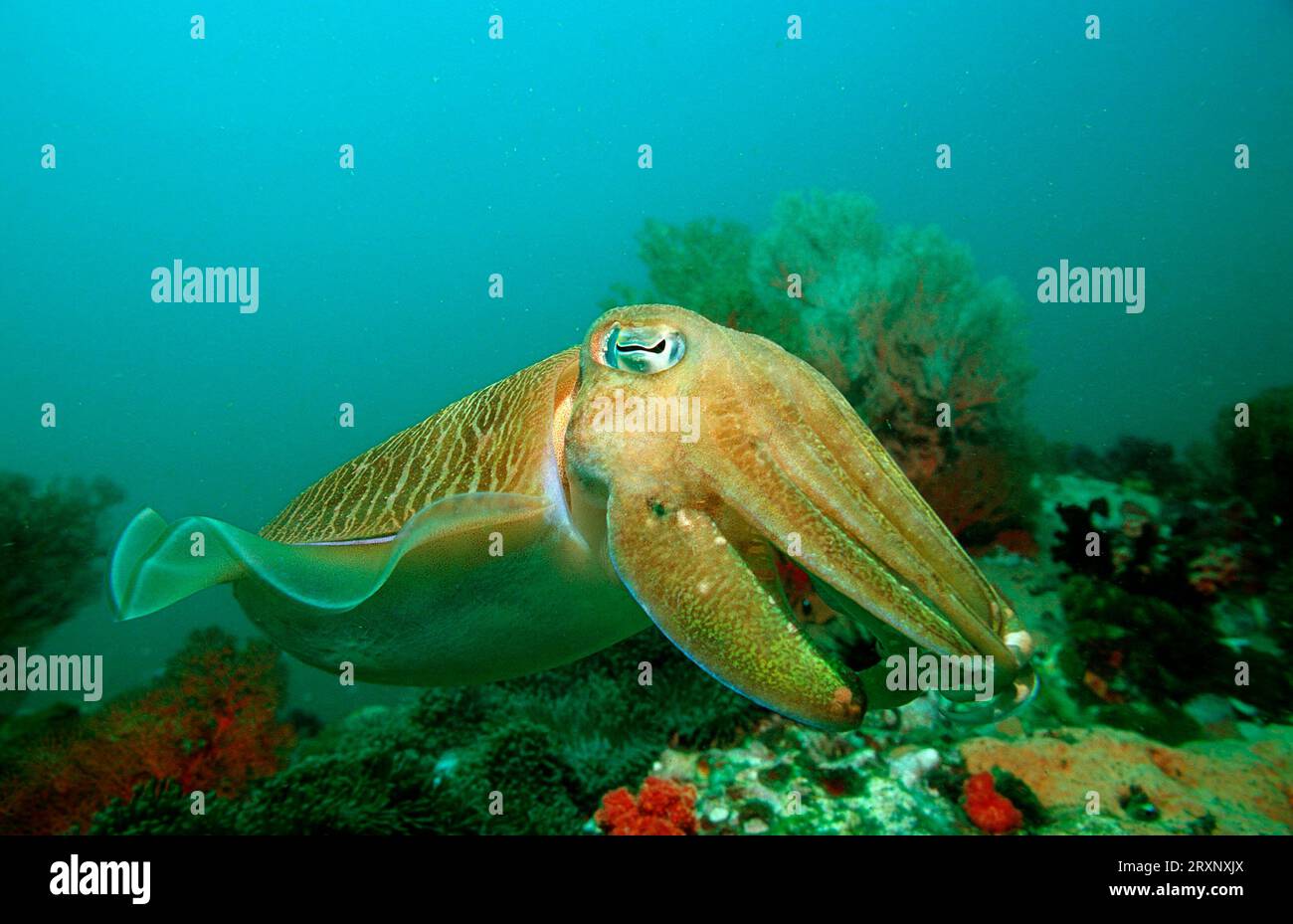 Pharaon Cuttlefish (Sepia pharaonis), mer d'Andaman, Myanmar, Birmanie, Cuttlefish géant, Asie Banque D'Images