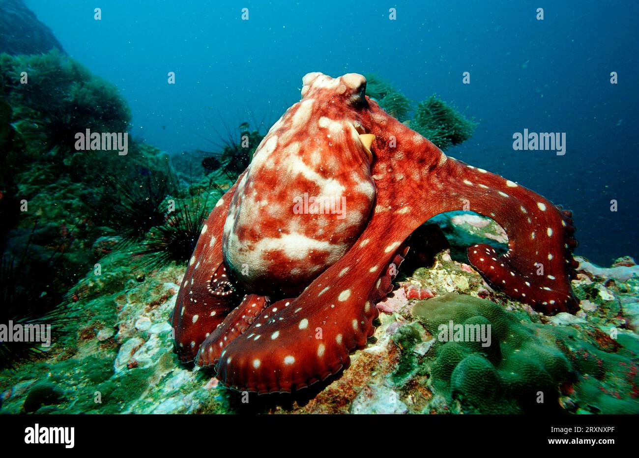 Poulpe d'Europe commune, mer d'Andaman, Myanmar, Birmanie (Octopus vulgaris) Banque D'Images