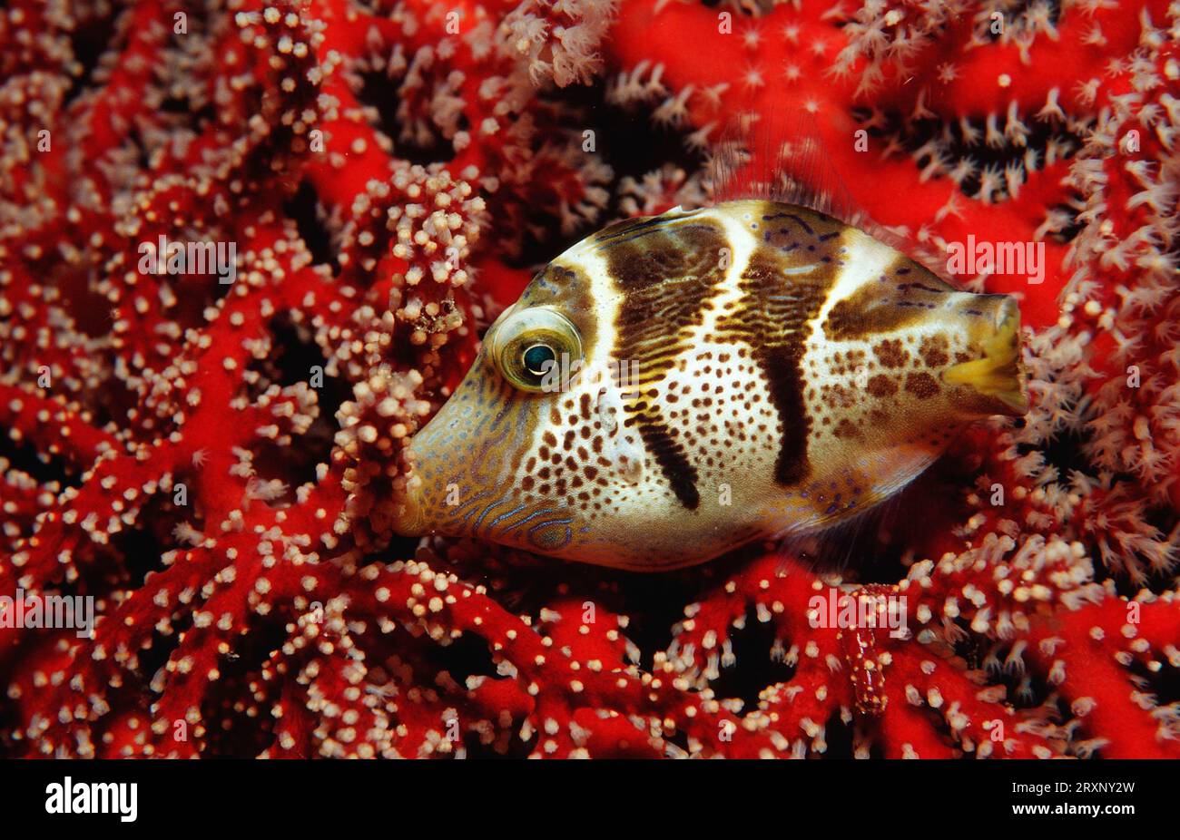 toby à sellette noire, parc national de Komodo, Indonésie, poisson-macareux, parc national de Komodo, Valentini Pufferfish, tête pointyhead de selle Banque D'Images