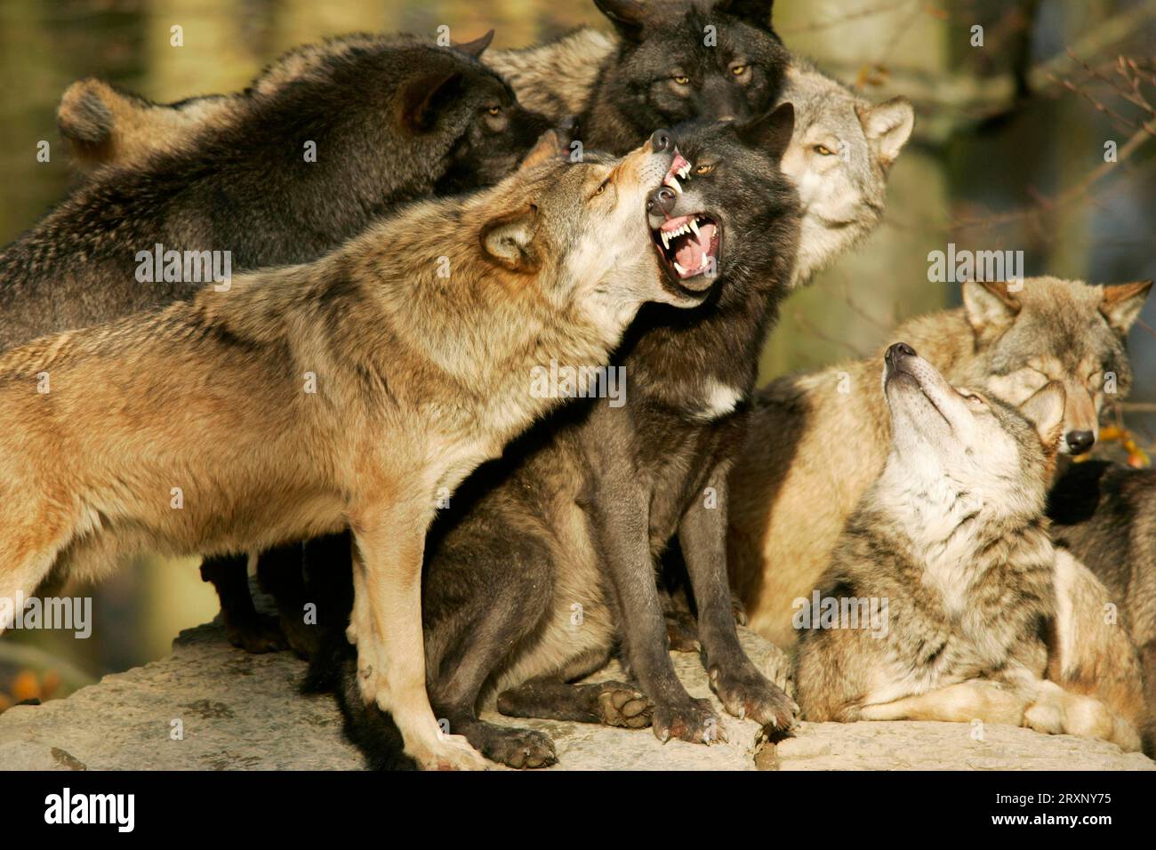 Meute de loups (Canis lupus), affichage social, loups, meute de loups, comportement social, overbition Banque D'Images