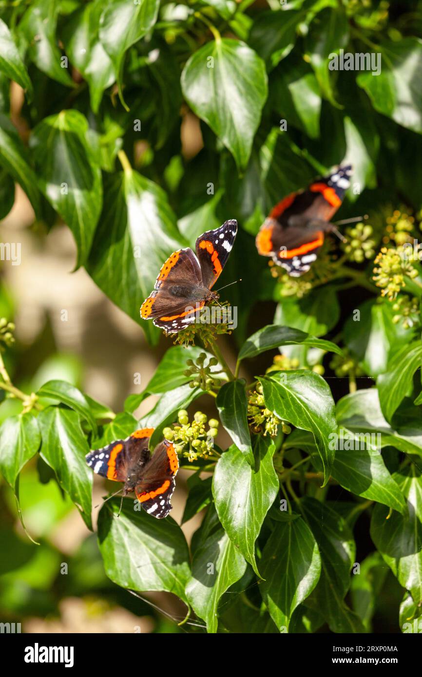 Papillon amiral rouge (Vanessa atalanta) se nourrissant de lierre début septembre en Écosse Banque D'Images