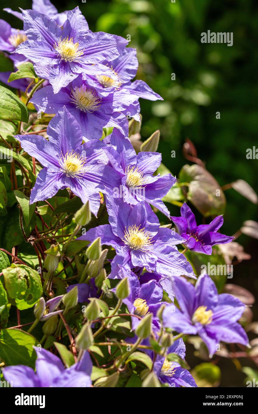 Une Clématite violette / bleue en fleur en août en Ecosse Banque D'Images
