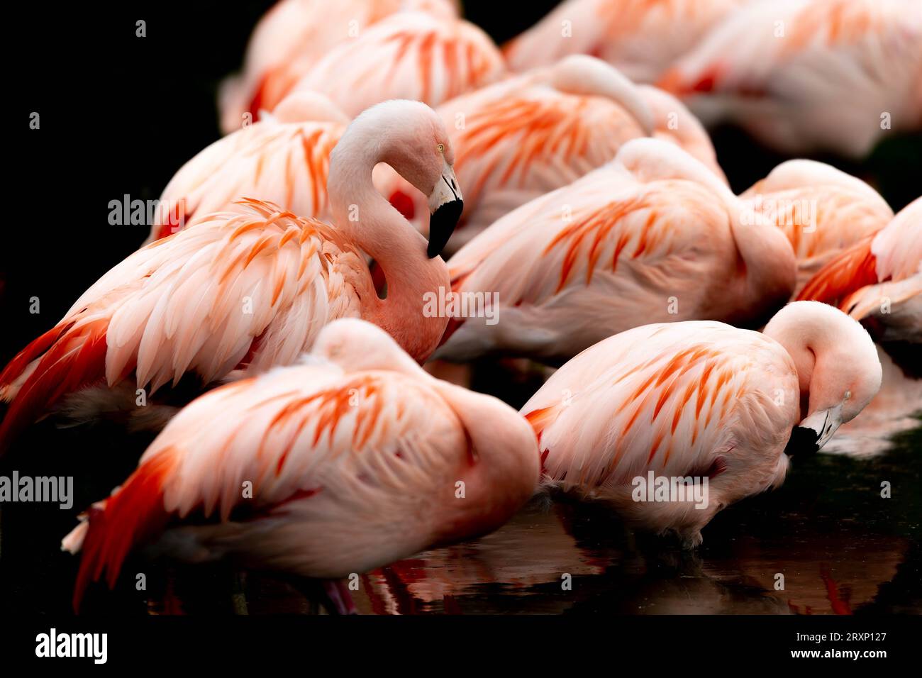 Troupeau de flamants roses qui se préparent et se reposent dans la réserve naturelle Martin Mere WWT Banque D'Images