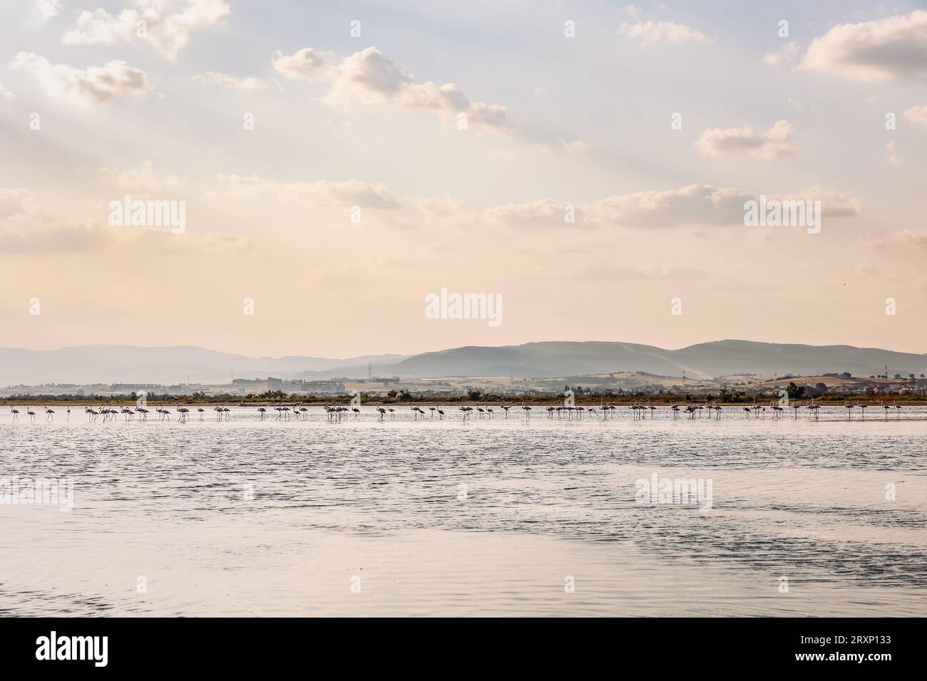 Un troupeau de belles silhouettes de flamants roses marchant sur la plage d'Alexandroupolis Evros Grèce, heures dorées coucher de soleil couleurs Banque D'Images