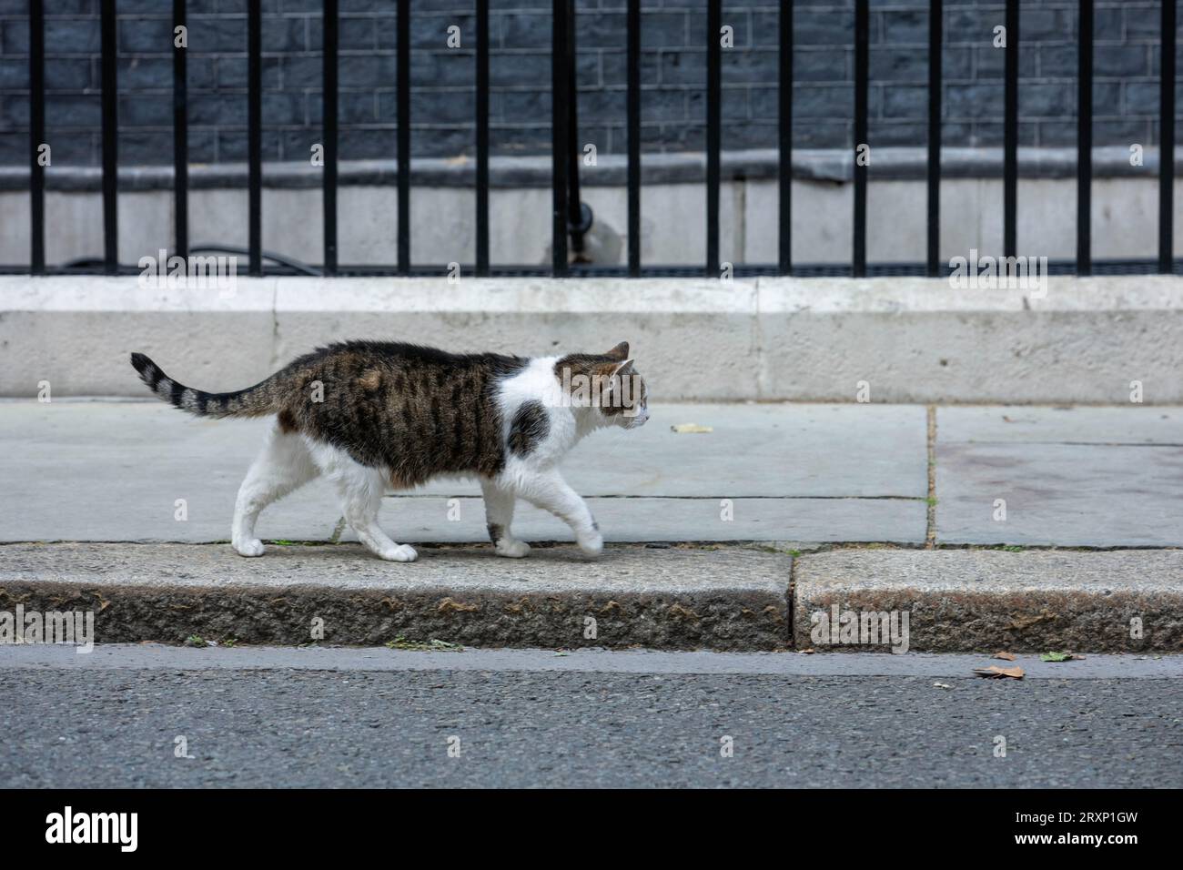 Londres, Royaume-Uni. 26 septembre 2023. Malgré les rumeurs de maladie Larry, le chat Downing Street semble en forme et en forme ; attirant l'attention de certains visiteurs de Downing Street Credit : Ian Davidson / Alamy Live News Banque D'Images