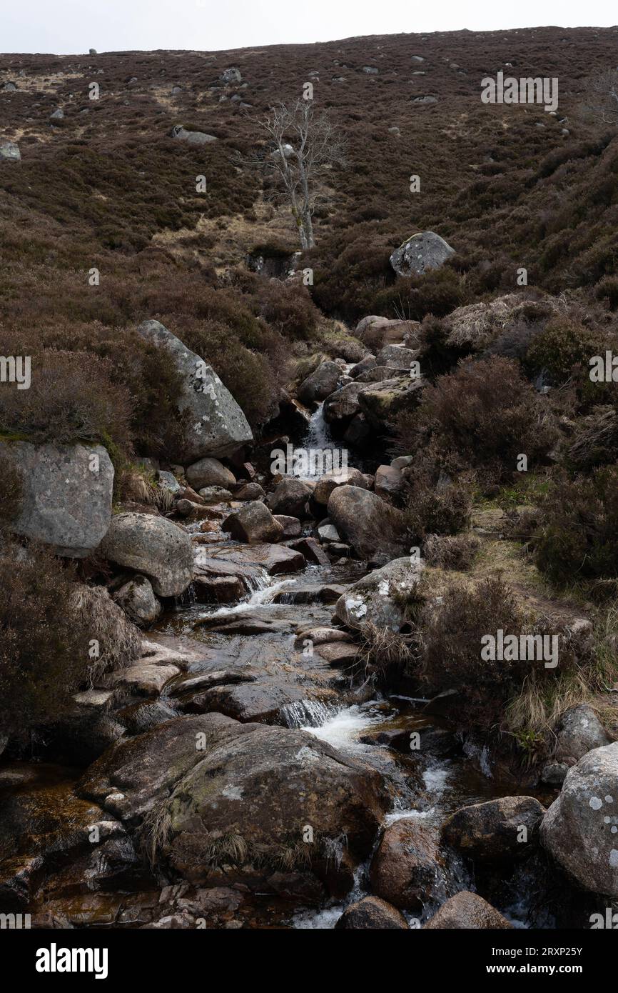 Ruisseau de montagne coulant à travers les landes de bruyère avec des rochers de granit dans les Highlands écossais Banque D'Images