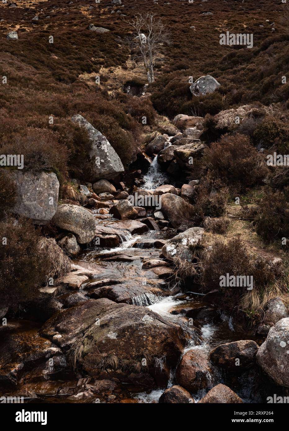 Ruisseau de montagne coulant à travers le paysage de landes rocheuses dans les Highlands écossais Banque D'Images
